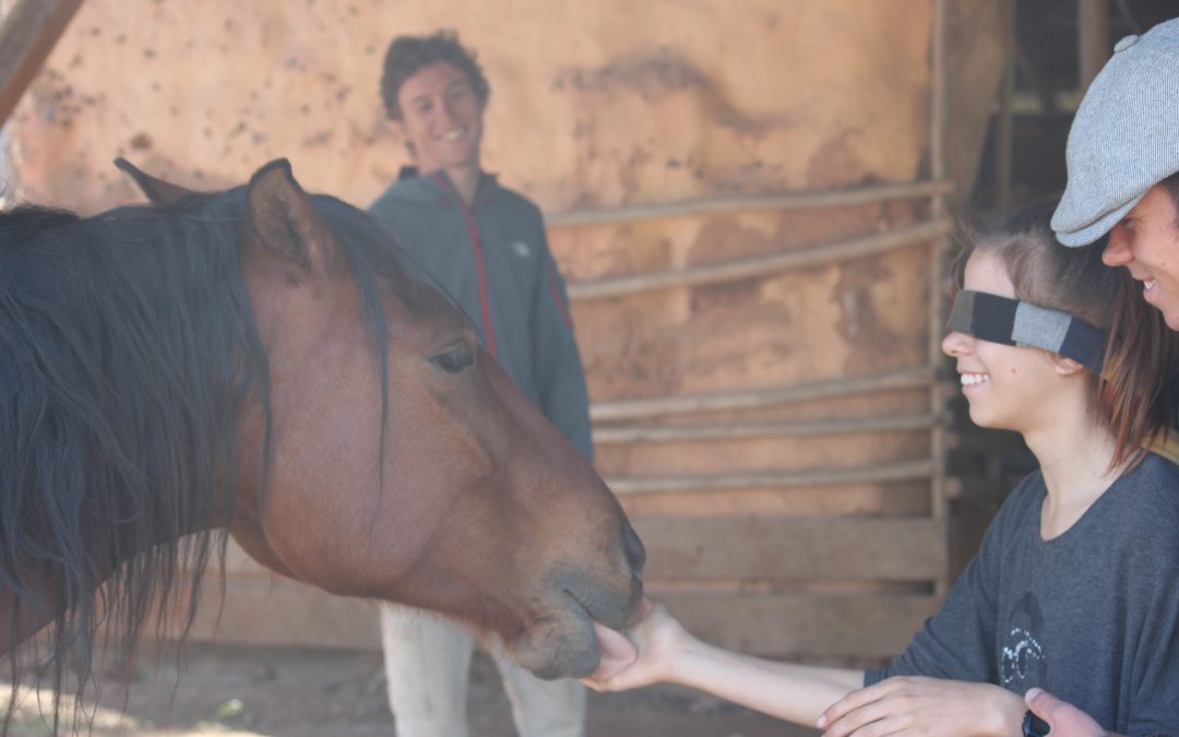 Easter Camp: youth and horses